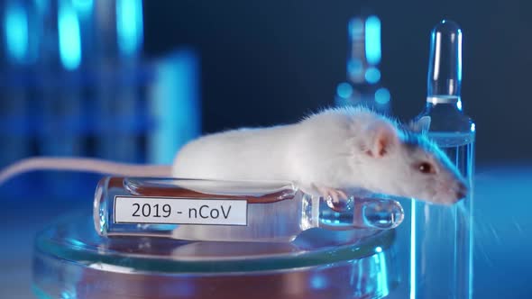 White Laboratory Mouse in a Modern Laboratory alt