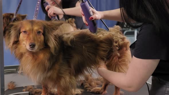 A Female Groomer Trimming a Dog with a Hair Clipper on the Table for Grooming alt
