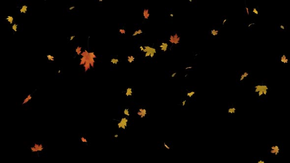 Falling Maple Leaves , Motion Graphics | VideoHive