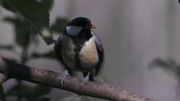 Great Tit Bird Rapid Wing Quivering Slow Motion