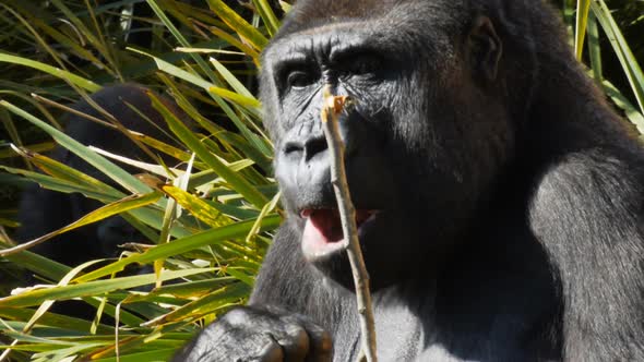 close up of a gorilla sitting and eating bark alt