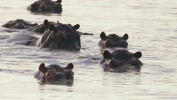 A Herd Of Hippopotamus Looking At The Camera While Swimming In The Lake In Botswana - Closeup Shot alt