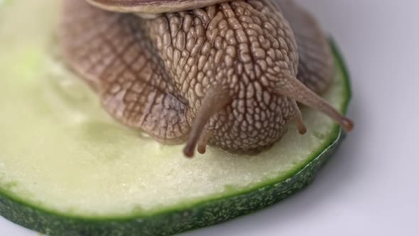 A large grape snail eats a green cucumber on a white background