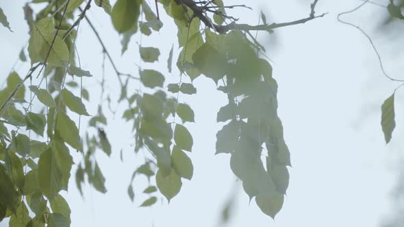 Some frozen leavesing in the wind under the sun between autumn and winter alt