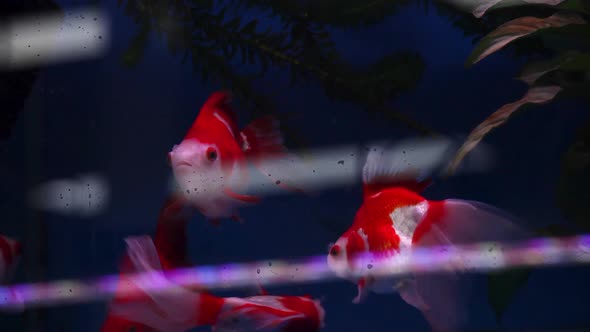 Ryukin fish recently placed in aquarium tank swimming among their own kind. alt