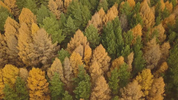 Aerial Footage of Colorful Forest in Autumn Season. Yellow and Green Trees