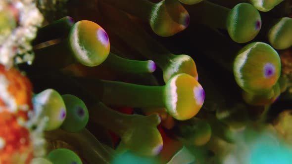 a little shy nemo fish (clown fish) looking out from its home in a anemone. tripod macro shot. alt