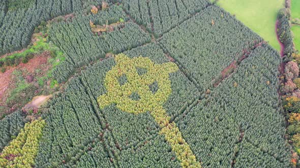 Aerial View of Celtic Cross Growing in a Forest in County Donegal  Ireland alt
