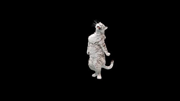 White Tiger Dancing HD alt
