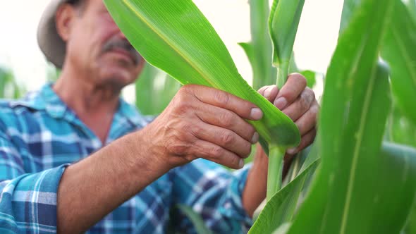 Close Up Senior Farmer Examining and Doing the Quality Control on the Corn Farm alt