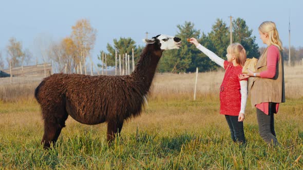 Mom and Daughter Feed Black Alpaca in the Park alt