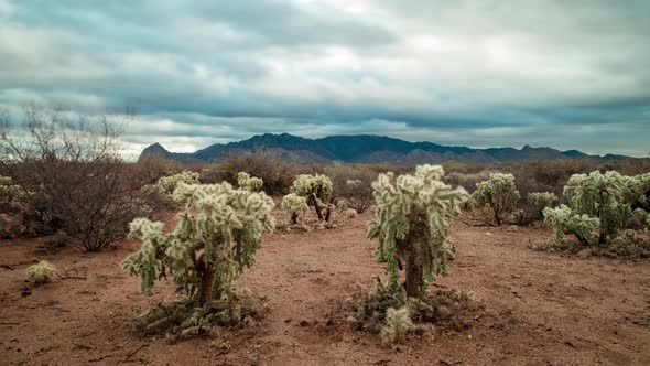 Teddy Bear Cholla Cacti and Santa Rita Mountains - Morning Time-lapse alt