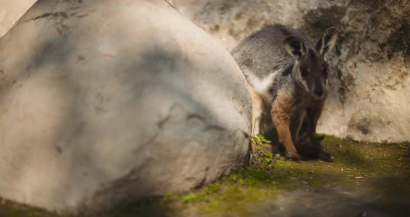 Close up of Yellow-footed rock-wallaby is hiding behind the rock. BMPCC 4K alt