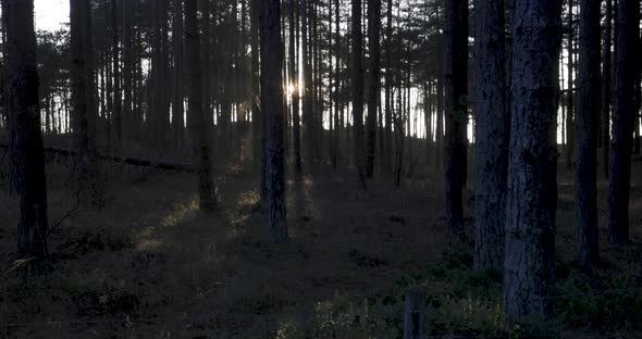 Pine wood forest at sunset with sun ligh and rays peaking through the trees