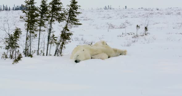Wide shot of Polar Bear sow and cubs resting, one cubing around alt