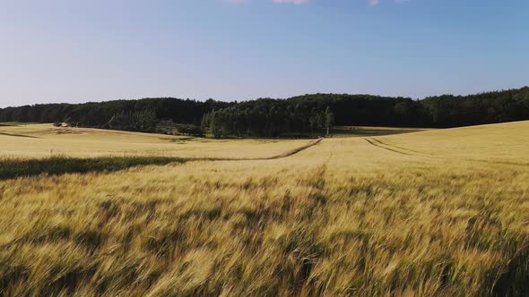 Drone View Flying Over a Bright Yellow Wheat Field Towards the Forest