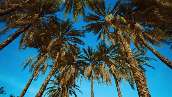 Palms at Blue Sky Background alt