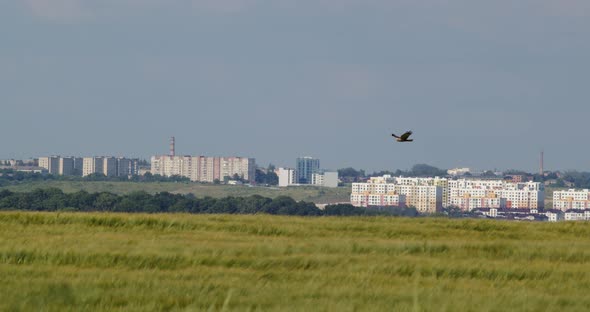 An Eagle Flies Over A Wheat Field, Looking For Prey.