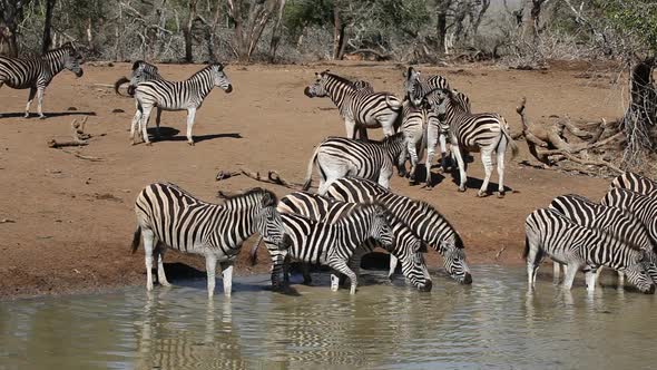 Plains Zebras Drinking - South Africa alt