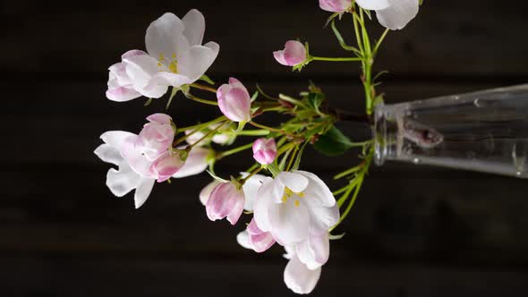 Pink and White Buds Opening Time Lapse