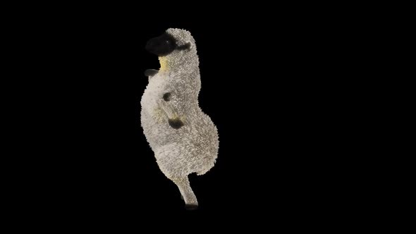 24 Sheep Dancing HD alt