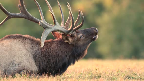 Bull Elk Bugling Video Clip in 4k