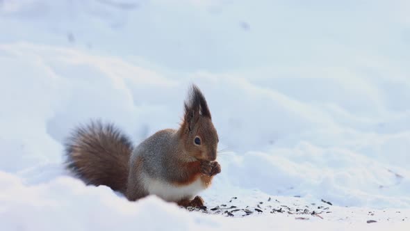 Closeup Portrait of Squirrel