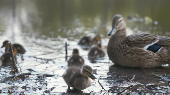 Family of Wild Animals Mama Duck with Newborn Ducklings in Natural Conditions of Wildlife alt
