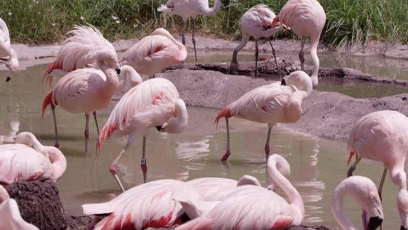Flamingos standing in water grooming themselves alt