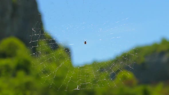 The Spider Sits on a Transparent Web