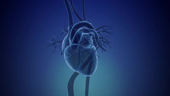 Human Circulatory System Heart Beat Anatomy Concept