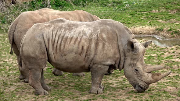 Southern white rhinoceros (Ceratotherium simum simum). 