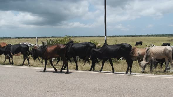 Herd of African Humpback Cows Walking at the Side of the Asphalt Road Zanzibar alt