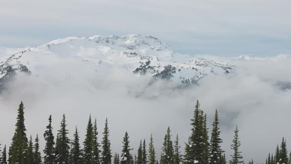 Snowy Forest on Top of the Mountains in Winter During Sunny Morning alt