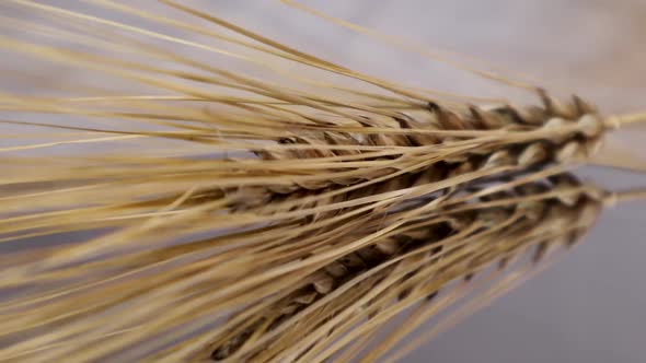 Ear of dry wheat rotating counterclockwise macro