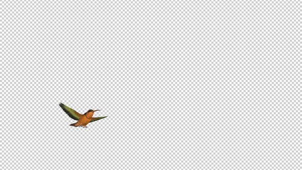 Hummingbird - Rufous Hermit - Flying Over Screen - I - Alpha Channel