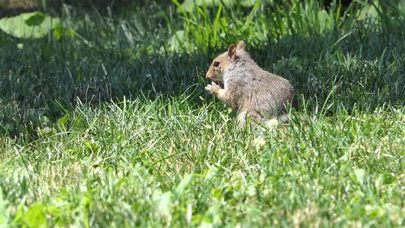 New York - Central Park - Squirrel on Grass