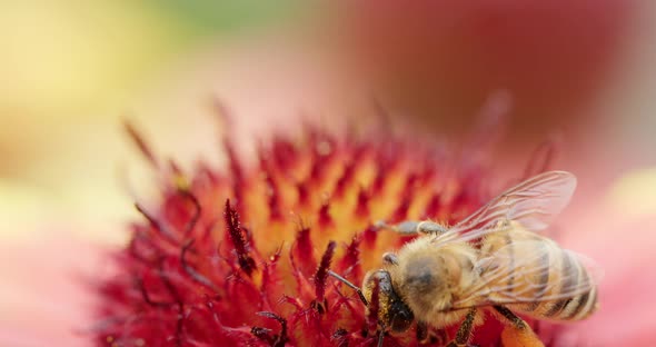 Macro View of Foraging Worker Bee Sucking Up Nectar Through Proboscis and Gather Pollen From Pink alt