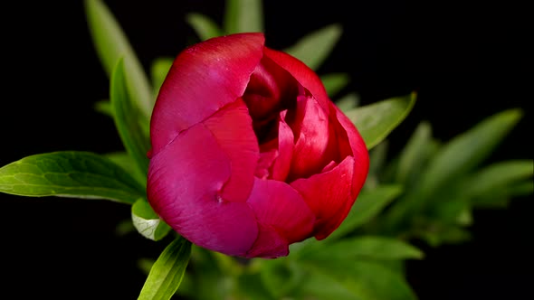 Red Flower Blooms. The Bud of a Peony Blossoms. Spring and New Life