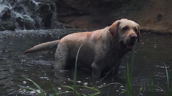 Labrador Dog Shakes Off Water From Wool Against Background Waterfall Swamp Lake