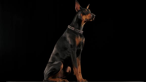 Doberman Pinscher Isolated in the Studio on a Black Background alt