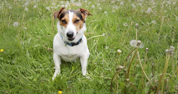 Small Dog of the Jack Russell Terrier Breed Sits on a Green Meadow. alt