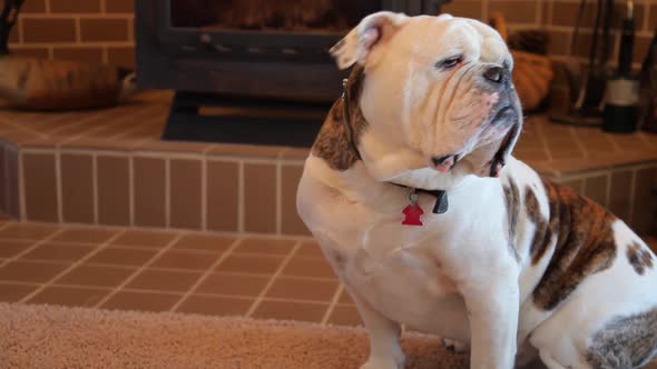 Tired Olde English Bulldog alt