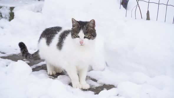 White Gray Cat Licks Itself on the Snow in Winter Outside Winter in the Village a Lot of Snow alt