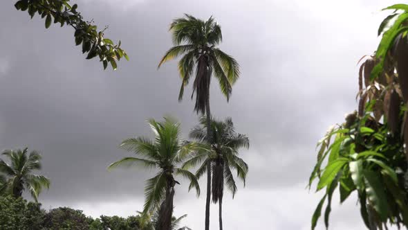 Coconut palms swayed the wind stormy gray sky. The weather is overcast Stock Footage 4k UHD 50 FPS alt