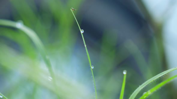 Dewdrops on the Lush Vegetation at Dawn