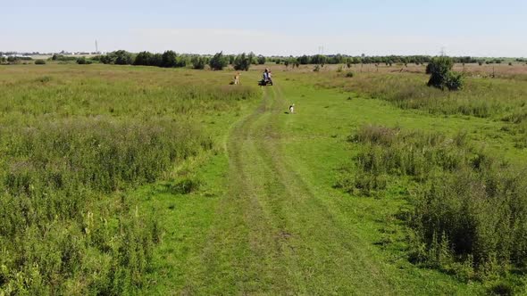 Two men are riding on old wooden cart along dirt road in grasslands. Foal and the dog run near cart alt
