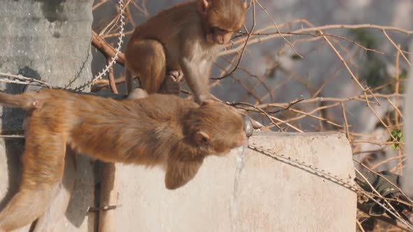 high frame rate clip of a macaque pair drinking from a faucet in agra alt