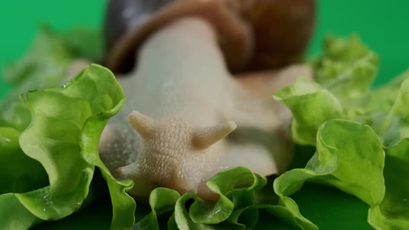Macro View of Big Snail Achatina Sticks Out Its Horns From Its Shell to Eat Green Salad alt