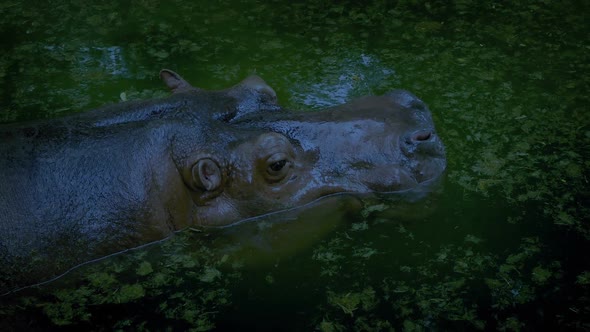 Hippo Goes Underwater In Jungle In The Evening alt